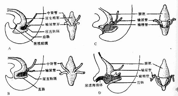 泄殖腔的分隔及中肾管和输尿管的位置改变(男性)