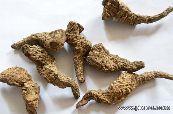 生地的功效与作用