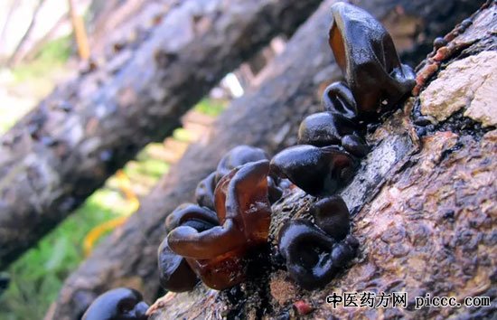 健康之路20180910:史文丽,木耳的保健成效,木耳降脂防血栓