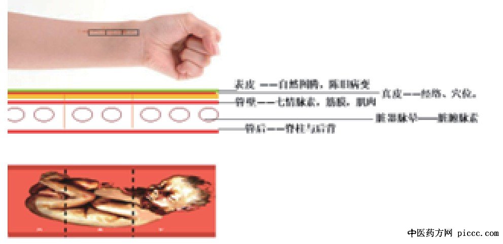 寸口各层次信息