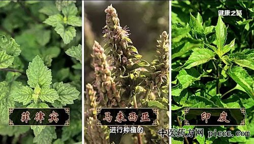 健康之路20190617:张忠德,藿荷芷饮的配伍,广藿香与土藿香,藿香粥