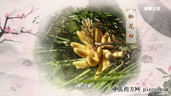 健康之路20190724:鲁艺,松花粉美容养颜,三仁饮,松节酒