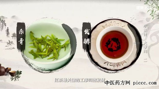 ½¡¿µÖ®Â·20190810:ÑîÖ¾Ãô,ÍõÔÀ·É,ºì²èºÍÂ̲èµÄÇø±ð,С²èÒ¶´óѧʶ