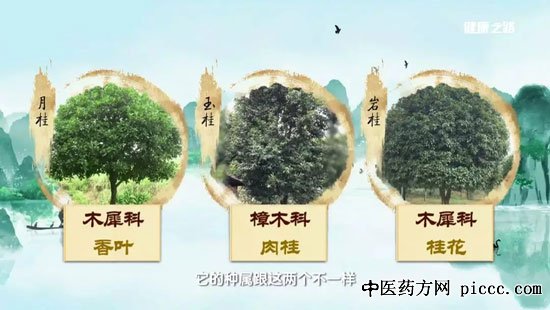 健康之路20190912:肉桂蜂蜜茶,白广德,肉桂,肉桂黄芩茶