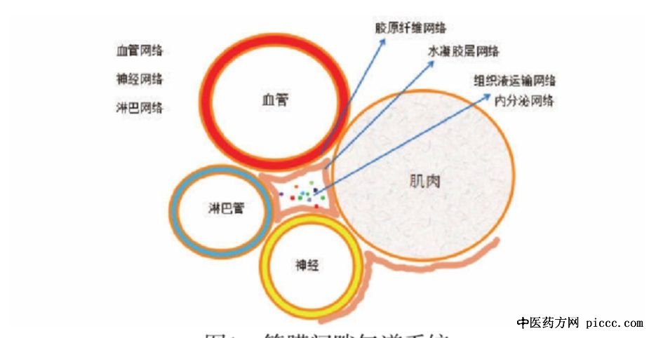筋膜间隙气道系统