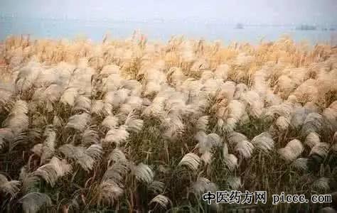 诗词中的芦苇及其药用价值