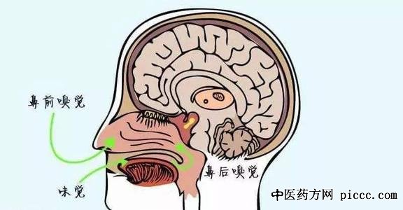 养生堂20200908:闻味知病,刘剑锋,认知功能下降,嗅觉跟大脑相关