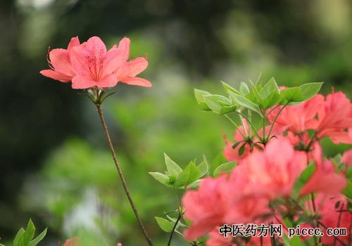 健康之路20210420:鲁艺,花草缓解鼻炎,眼睛过敏,春日花草巧养生