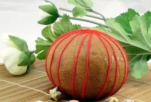 健康之路20210628:止咳瓜,夏季营养瓜,栝楼薄荷茶,清热止咳代茶饮