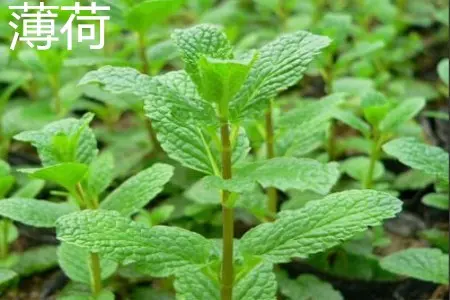 健康之路20210703:薄荷与留兰香,红花与藏红花,山楂降血脂吗