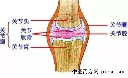 健康之路20210927:林进,膝关节病变的原因与治疗,膝关节健康要素