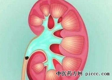 养生堂20211203:王刚,如何保护肾脏,谁的肾更容易积水,肾积水