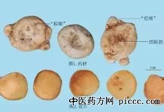 天南星内服祛湿痰治寒痰 外用消痈毒治喉痹痰核