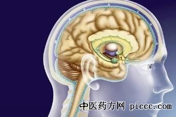 ÑøÉúÌÃ20220304:Áõ½,ÍõÑþ,С²Ï¶¹,ÄÄЩ֢״Ԥʾ´óÄÔÖг¤Ö×ÁöÁË