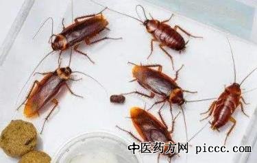 健康之路20220328:灭蟑螂,如何对付蟑螂,蚊子,蛀虫这些恼人虫子