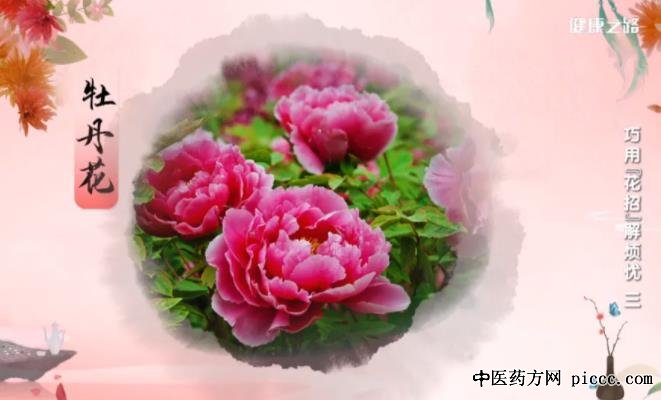 健康之路20221012:五花凉茶,辛夷熏鼻液,木棉花猪骨汤,扁豆花荷叶饮