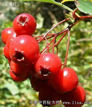 山里红