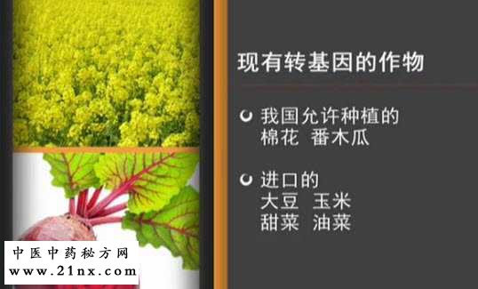 转基因食品名单