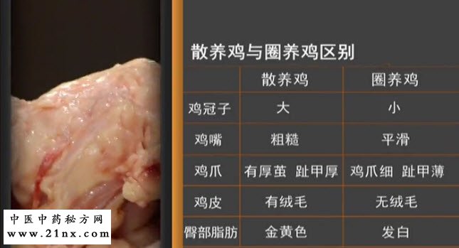 散养鸡喝圈养鸡的区别