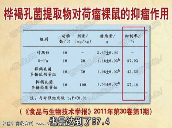 桦褐孔菌的药理作用