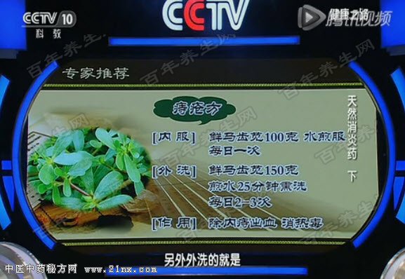 马齿苋治疗痔疮