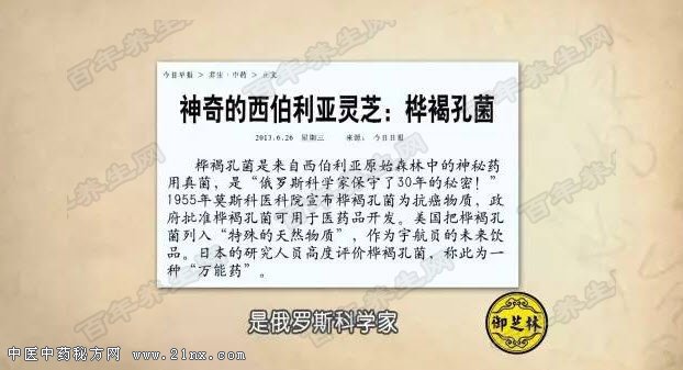 桦褐孔菌的养生功效