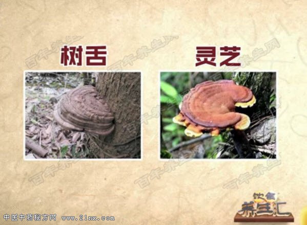 树舌和灵芝的区别