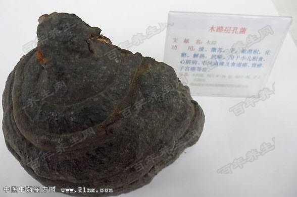 木蹄层孔菌的抗癌功效