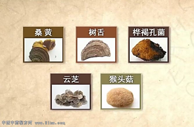 治疗肝癌的药用真菌