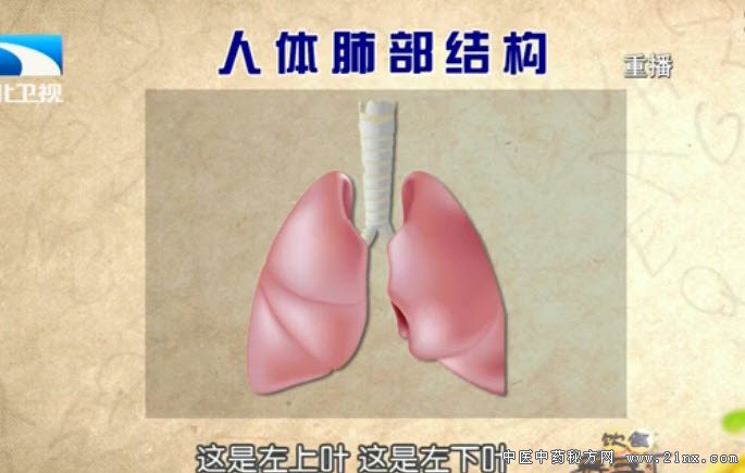 人体肺部结构图