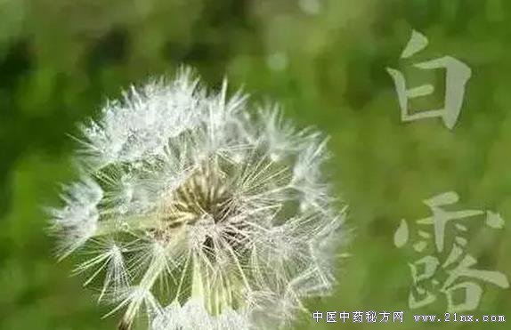 白露
