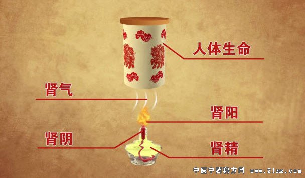 肾精到底是什么